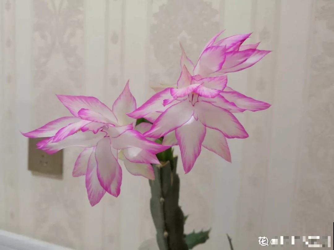 蟹爪兰一树嫁接8个品种，多色同开好壮观，连开4个月不败！