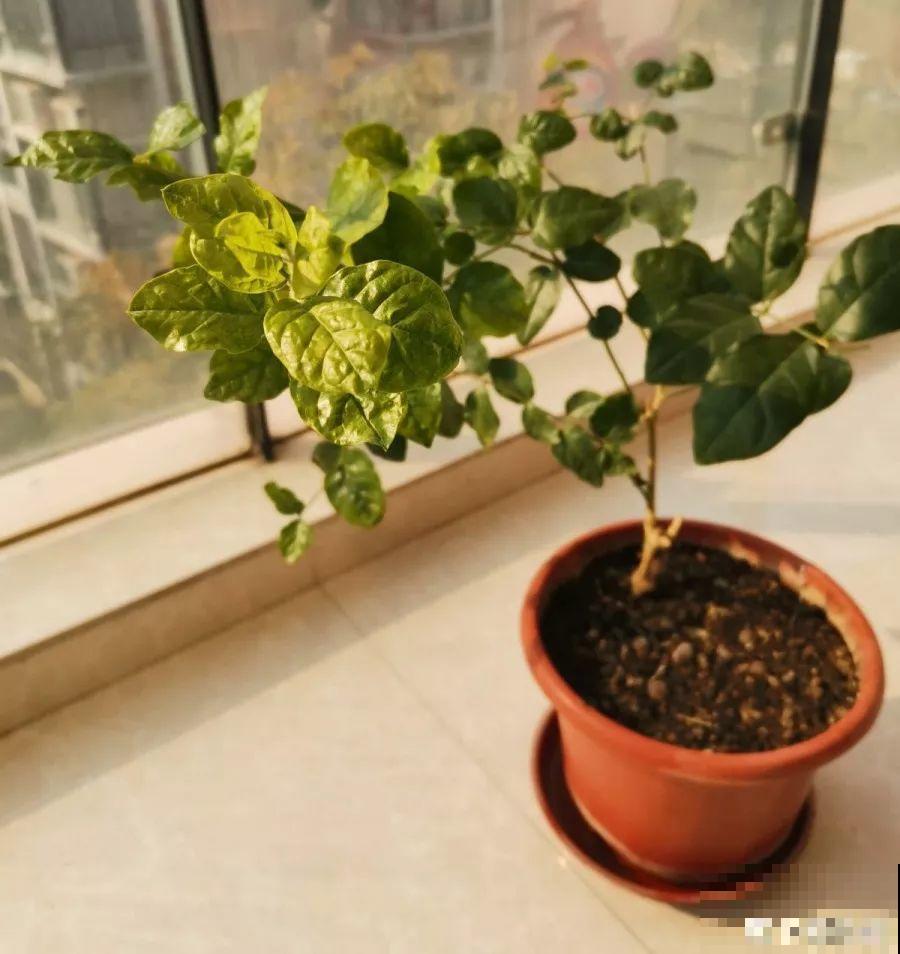 8种花别养老桩，小心老了不开花，变成木疙瘩！
