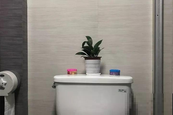 客厅养花不能看心情，注意这两大忌，选对了全家受益！
