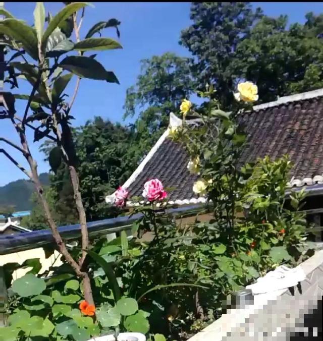 辞职回乡，这是他为养花做过最疯狂的事，却让人人都羡慕！