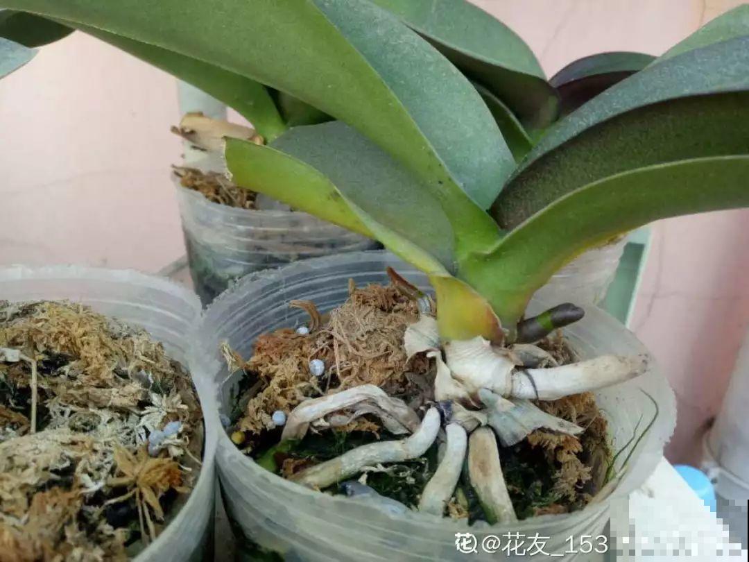 养这花不用土，装进塑料袋喷喷水，叶子绿油油越长越好！