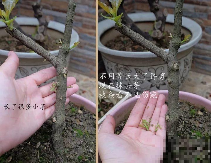 最受欢迎的花，修修剪剪，立马就变的不一样了