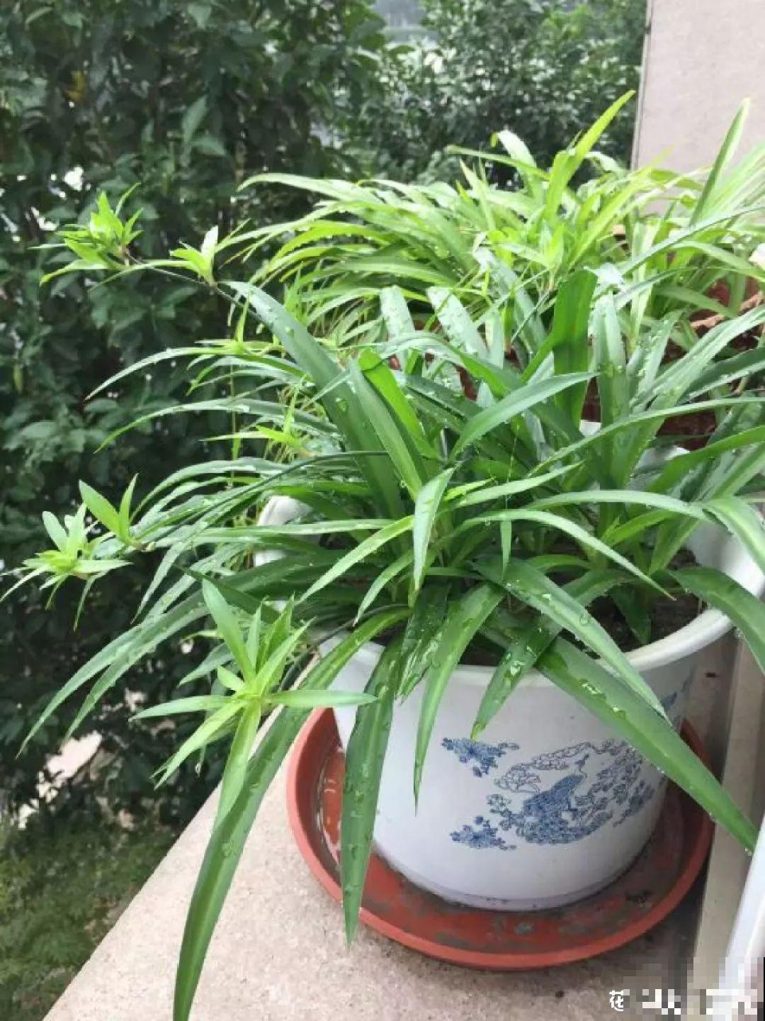 这花太能生,3年冒了25棵,敲破盆才能拿出来! 这花太能生,3年冒了25棵,敲破盆才能拿出来!