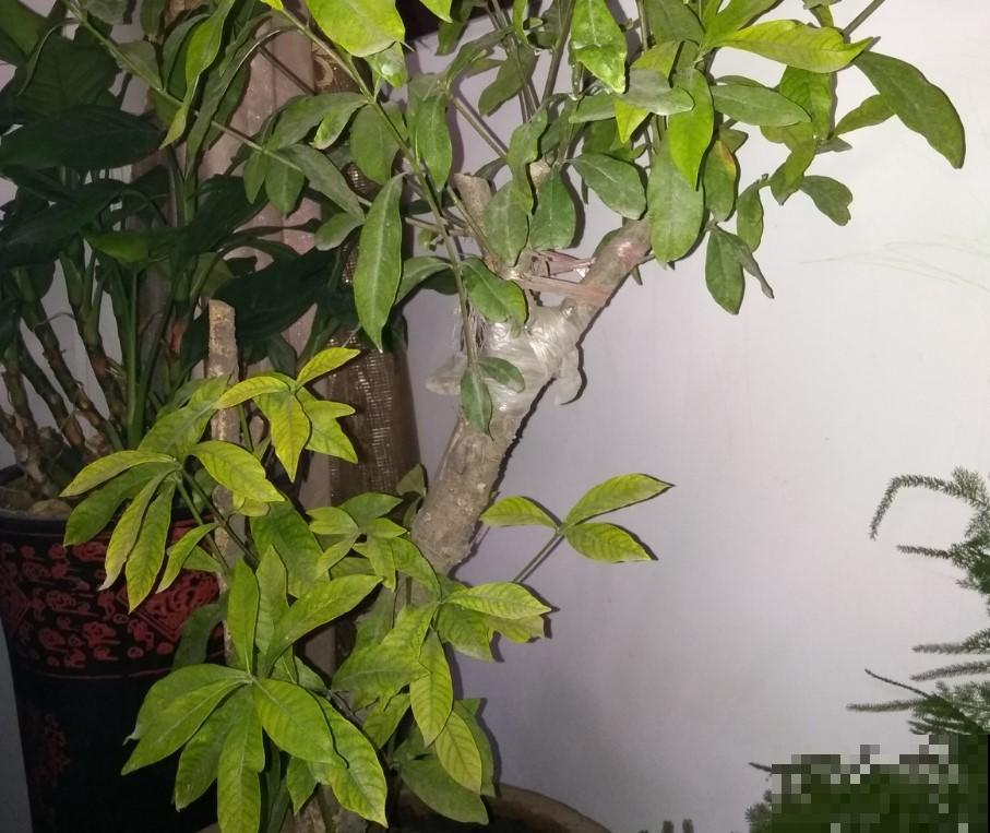 冬季栀子花不要修剪，新芽重新长，耐寒能力极其差！