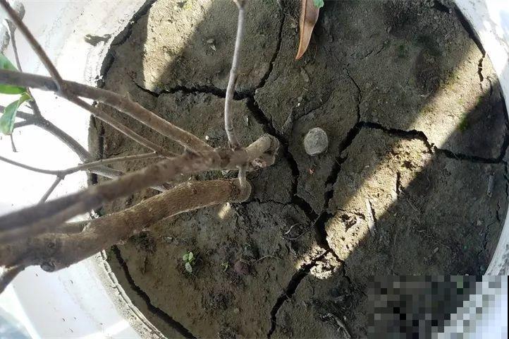 家里有这花，冬天不能太保暖，低温冻一冻开花才更旺！