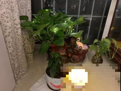 这花真招财，枝干上长了个“元宝疙瘩”，旺家又旺财