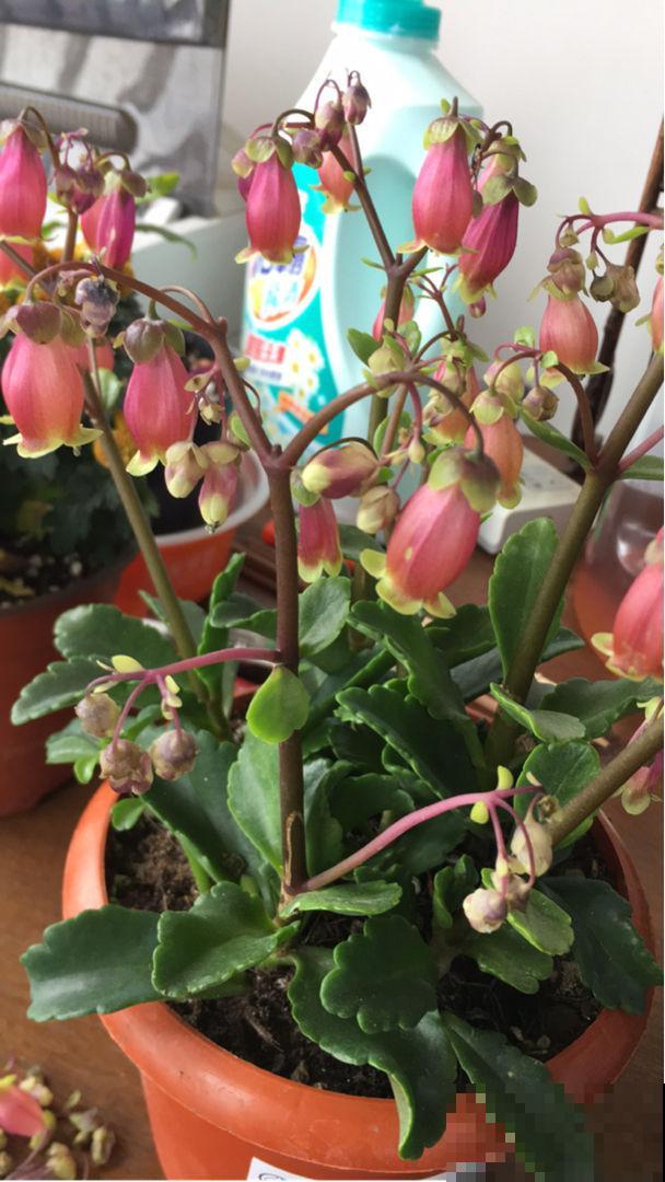 家里养盆“灯笼花”，纳福招好运，红红火火真喜庆