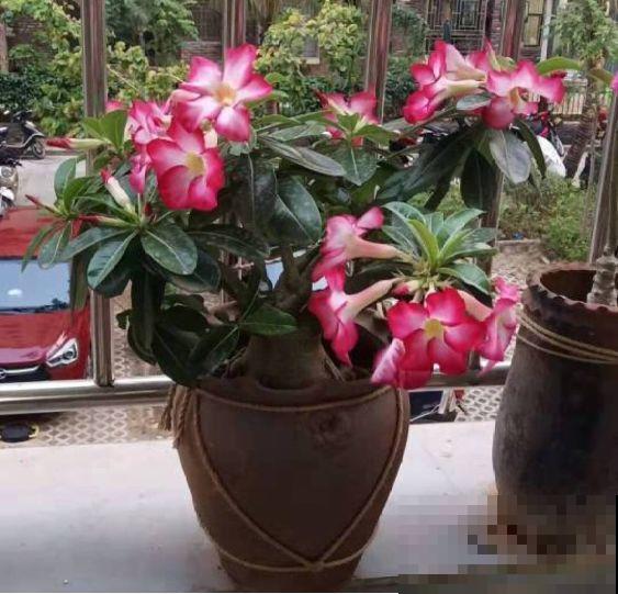 这10种花，天冷了要赶紧断水，冻伤了救都没法救！