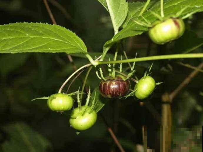 这植物结的果子挺吓人，实际全株都有大用处，好多人上山挖来卖