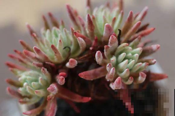 10种仙气飘飘的多肉，谁看了都喜欢，必须集齐！