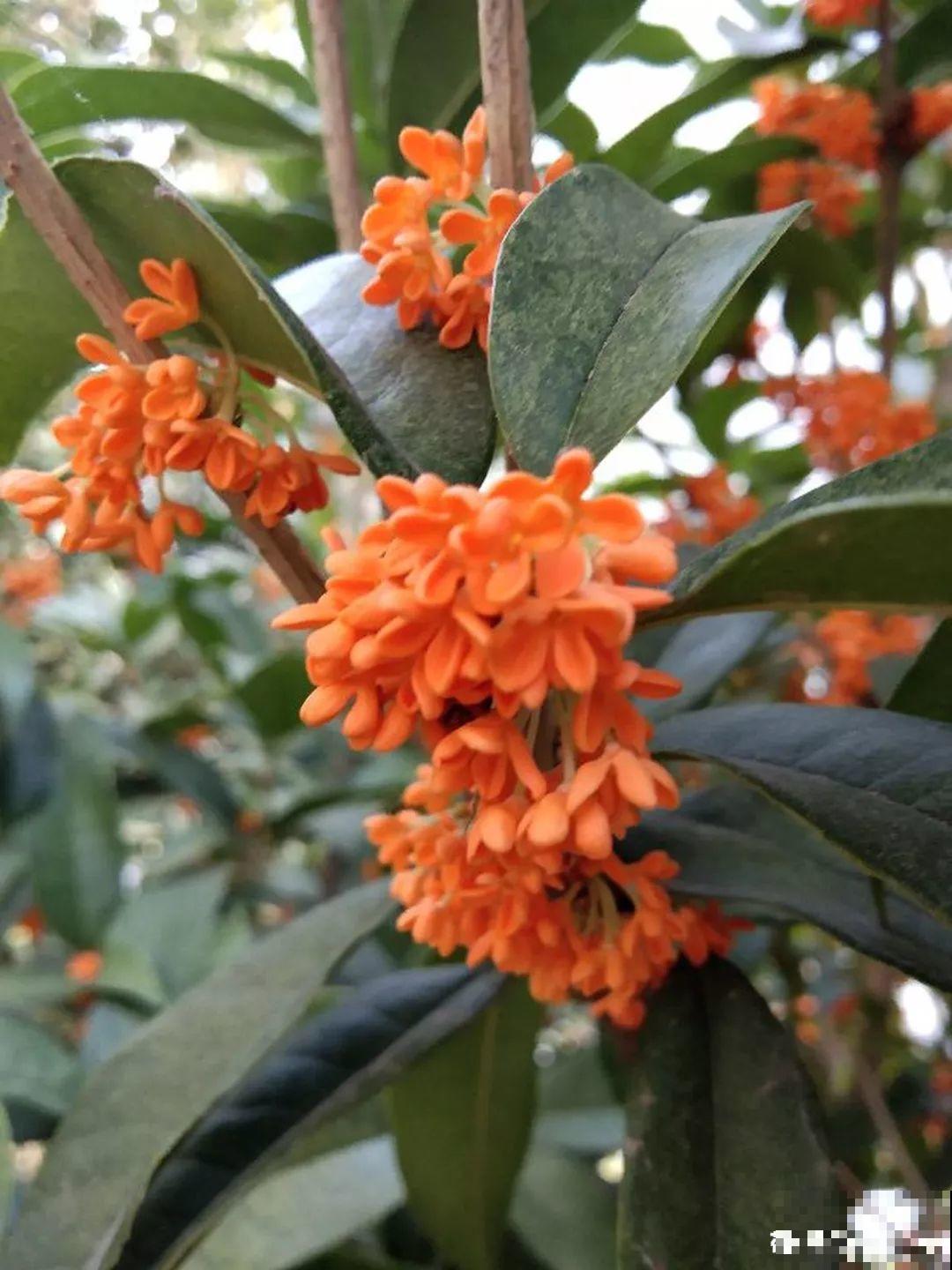 这4种花养在家里，就是一个小型的加湿器，不干不躁真舒服！