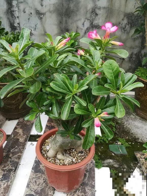 这花有个大肚子，里面存满了水，整个冬天不用浇水了！