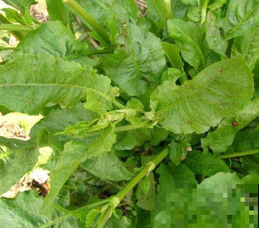 这种野生菠菜长得到处是，原来还有这大作用，再也不当杂草拔掉了