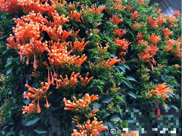 这6种花，最适合养在院子里，一棵就能变花园！