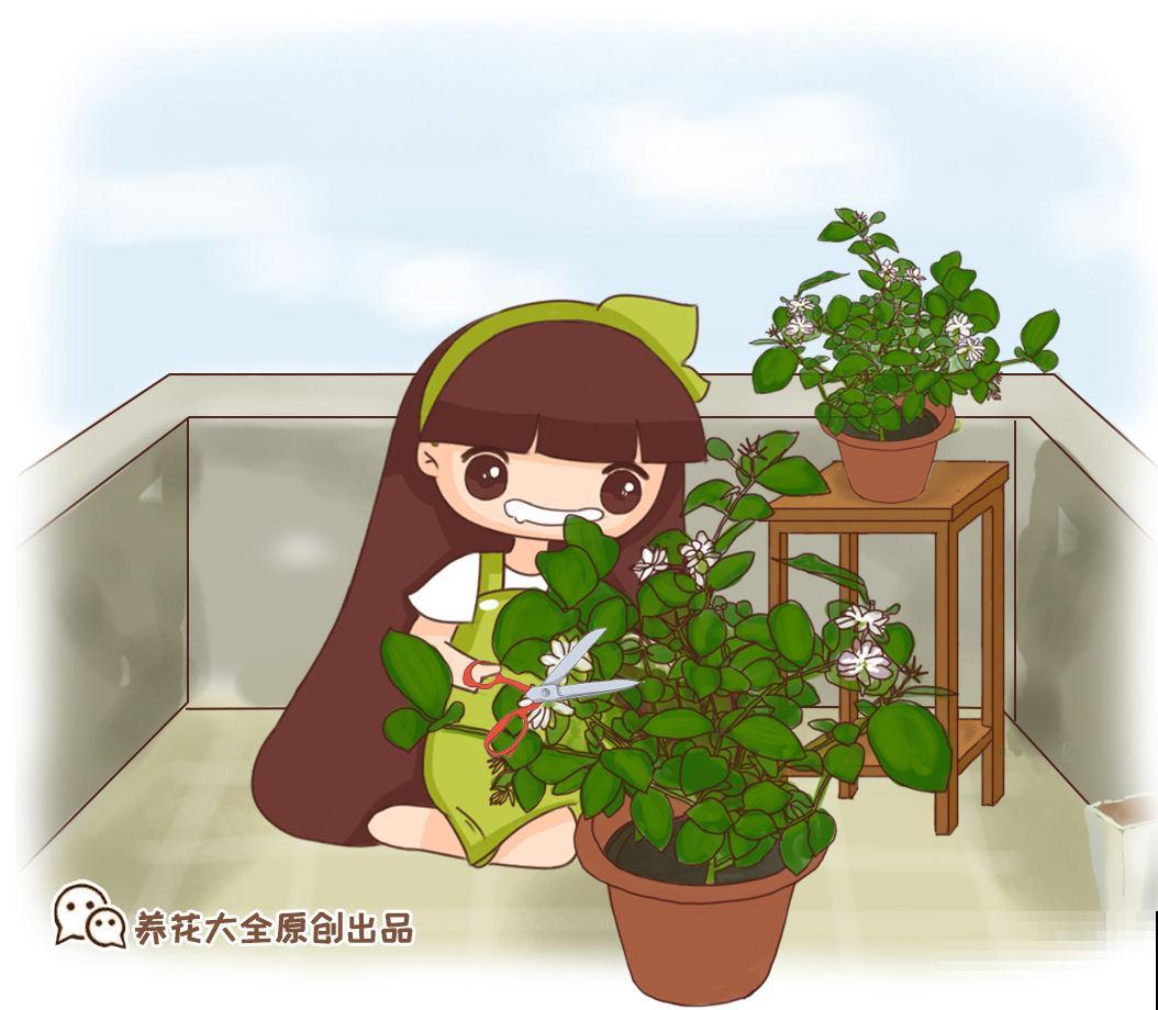 现在买这3种花，要把花苞剪掉，否则来年没花看