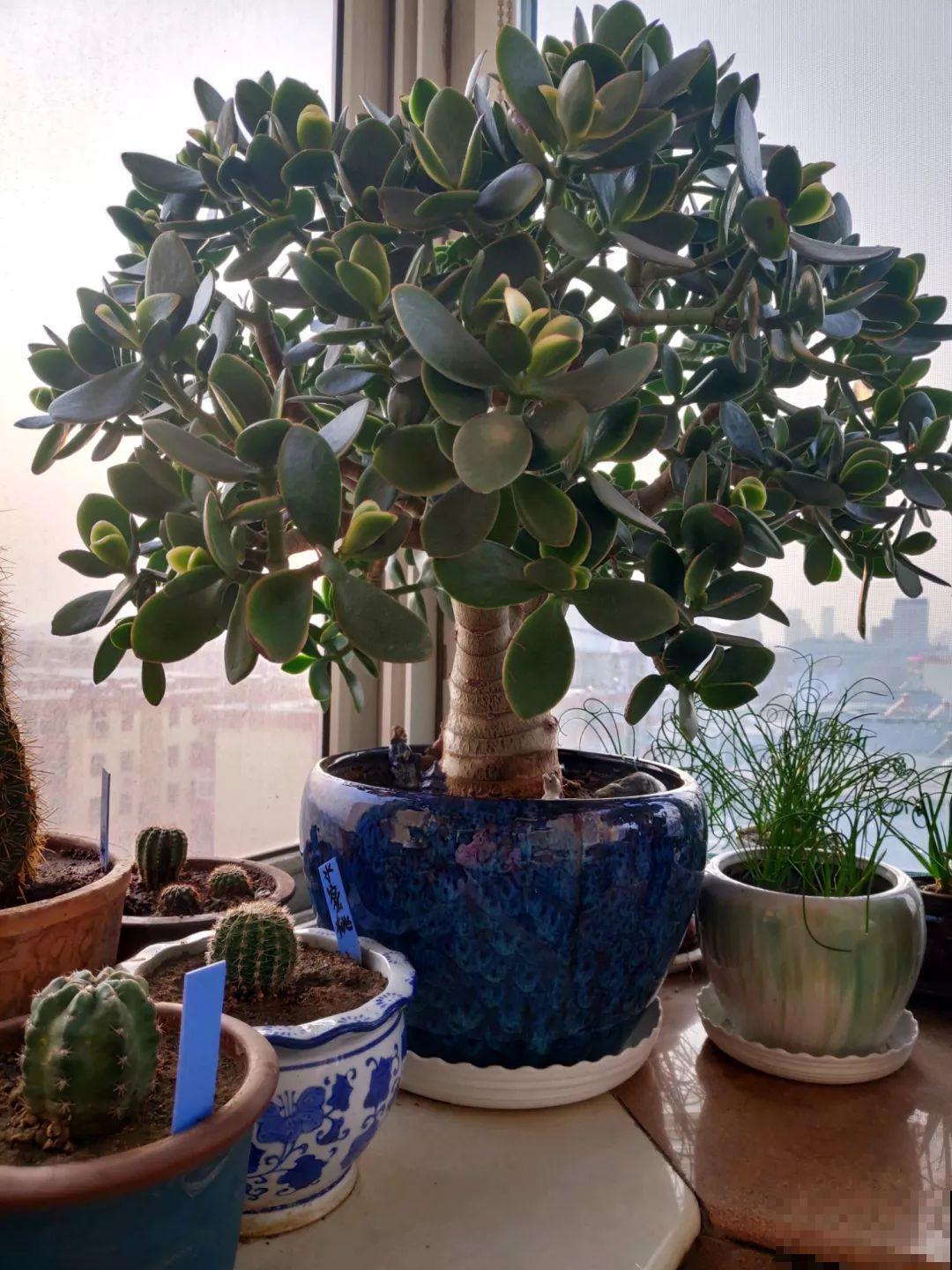 养了20年的玉树，杆子比大腿还粗，满树白花跟下雪了一样！