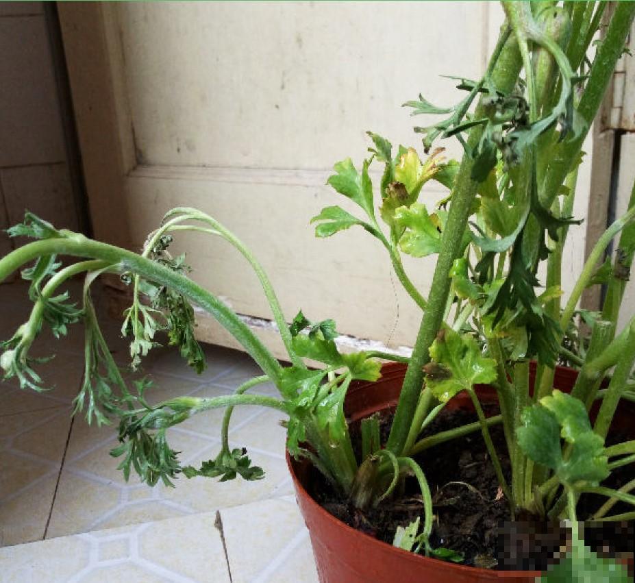 花毛茛叶子软成“烂芹菜”，出现倒伏别扔，还能开花！