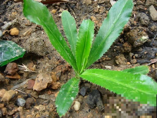 原来香菜也有野生的，长得比野草茂盛，薅一把煲汤鲜香美味！