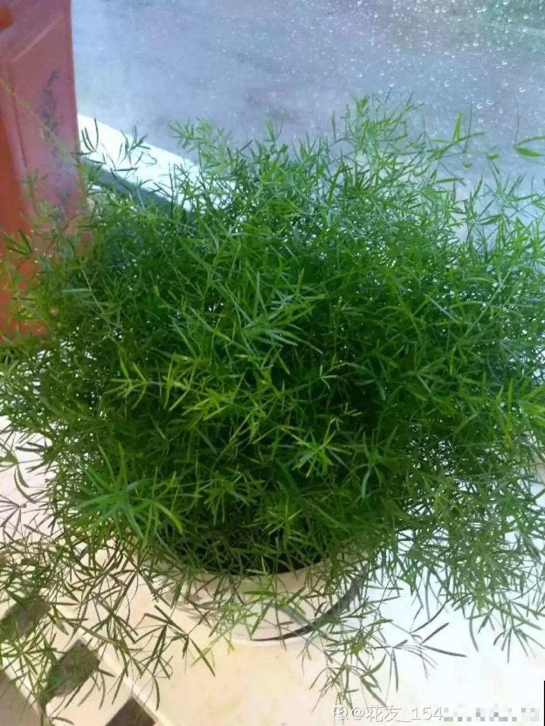 这花极像文竹，叶片翠绿，却比文竹好看好养多了！