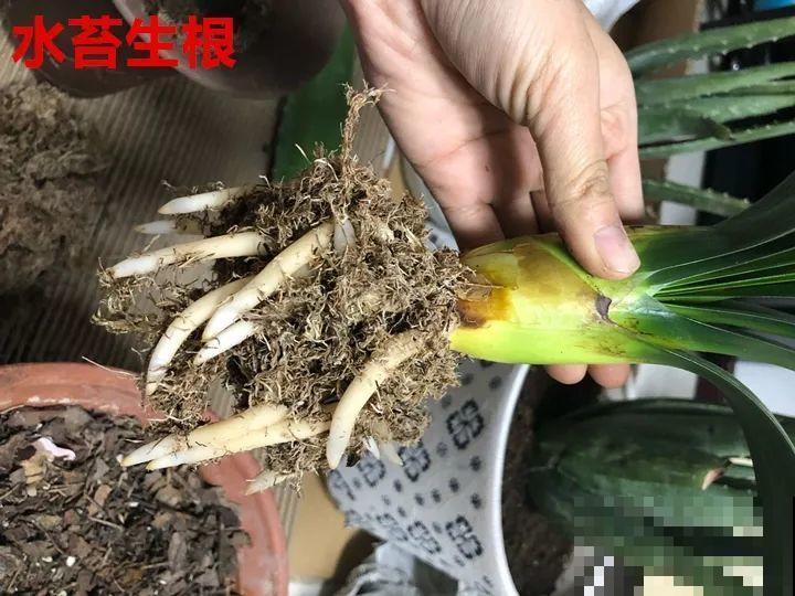 10种花，冬天切记管住手，小心浇完水就掉叶子！