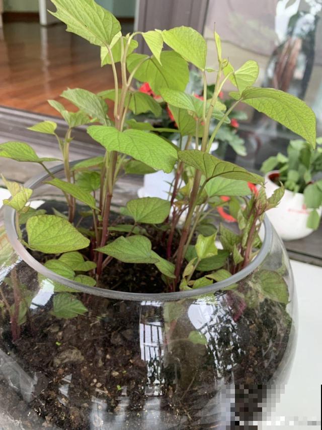 养不活的花丢鱼缸里，沾水立马就疯长，大冬天呼呼长不停！