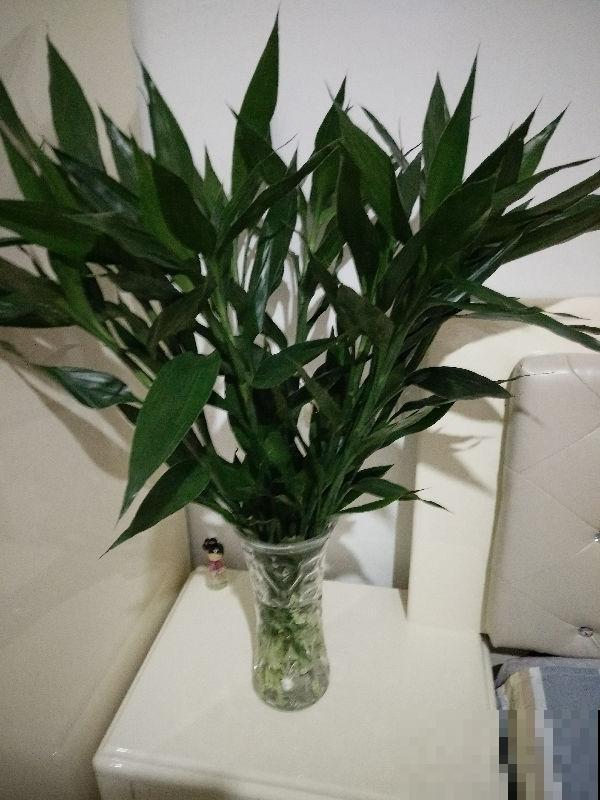 自制养根水，每月给花浇一点，叶子不黄根长得旺！