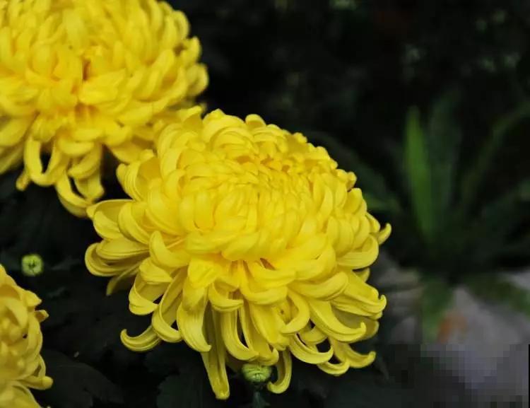 12种名花，如12位良师益友，与之相伴今生足矣！