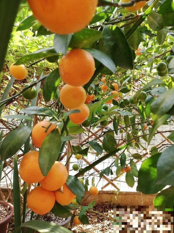 5种花特招财，家里养1盆、旺家又招财，日子越过越好！