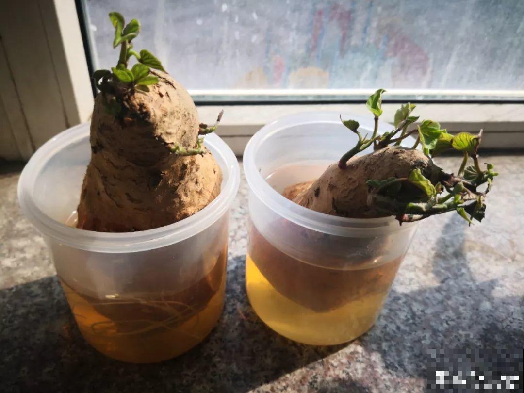 现在养盆它，10天变成小森林，过年就能上桌吃！