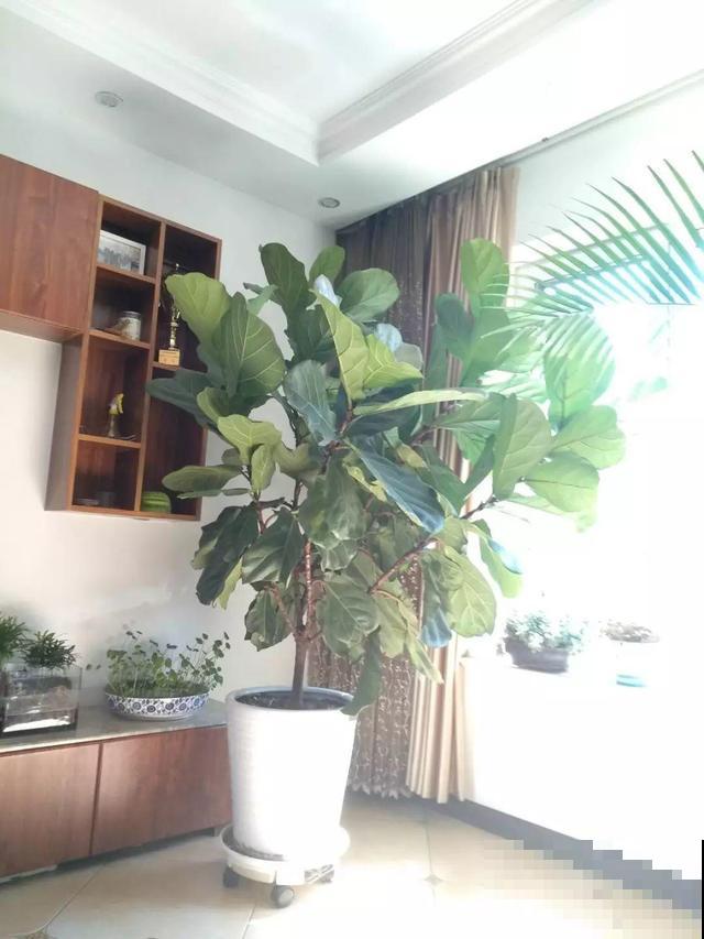 4种不同风格的花，谁见了都爱养，各有各的气质！