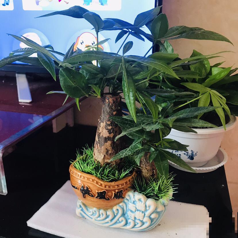3种寓意好的花，就适合过年养在家里，油绿茂盛易爆盆！