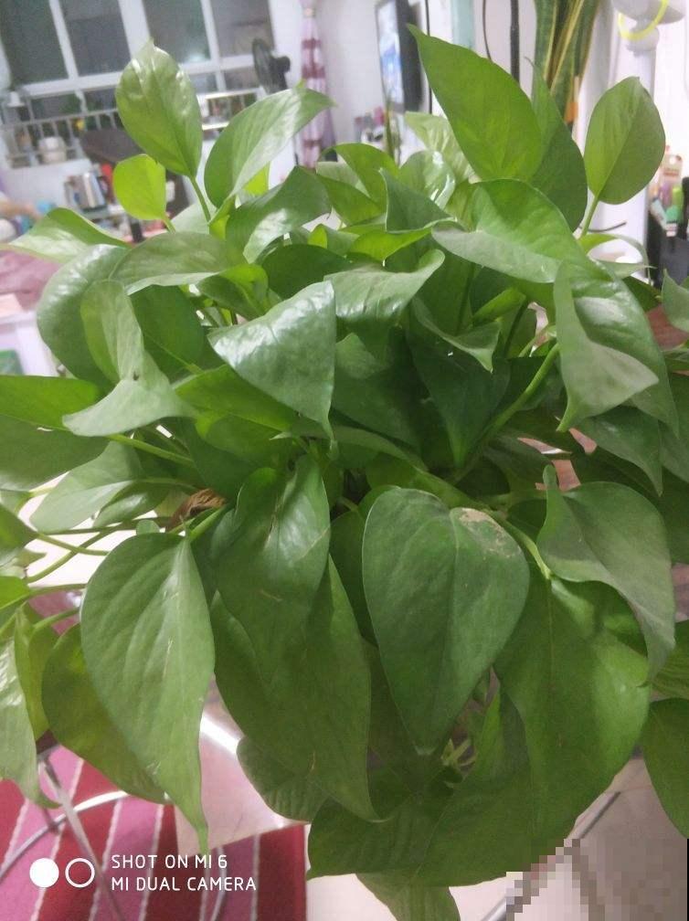 养这花不花1分钱，垃圾桶附近转一转，就能捡一堆