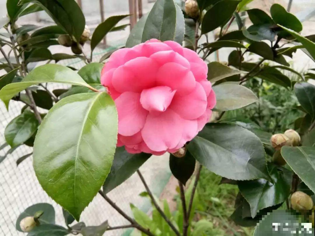 这花想要冬天开，就得狠心剪两刀，满树红花惹人爱！
