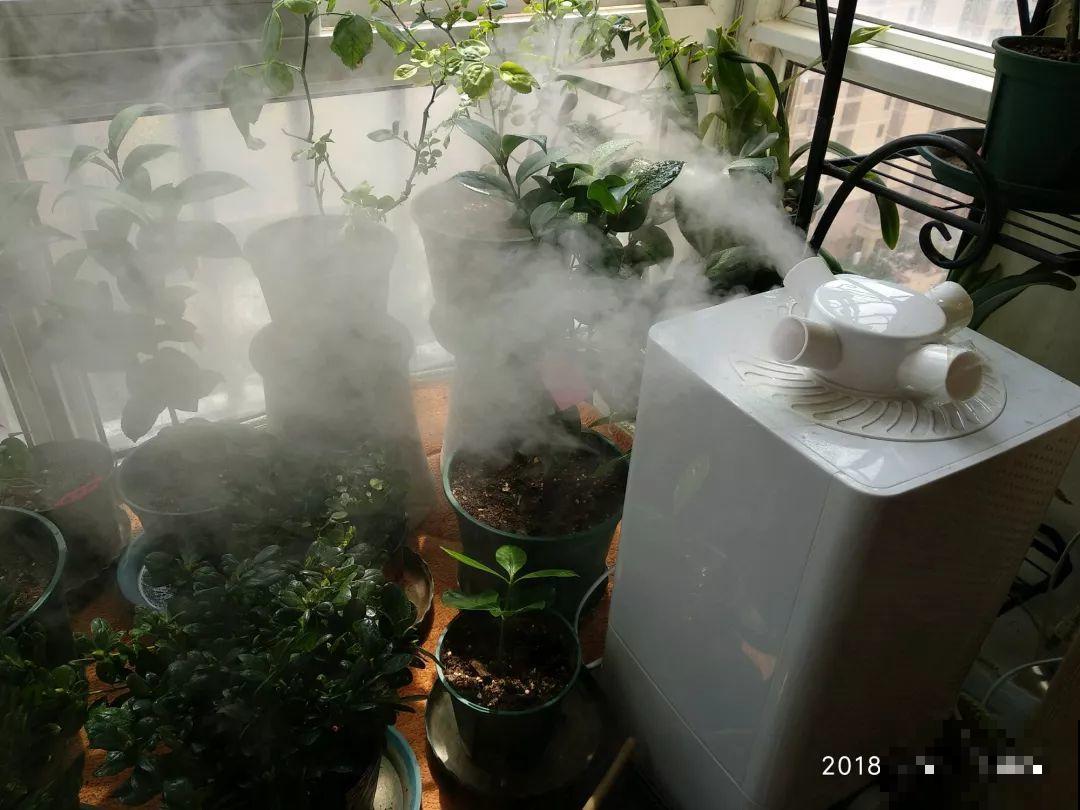 新买的花，盆上戳80个洞，越破花长得越旺！
