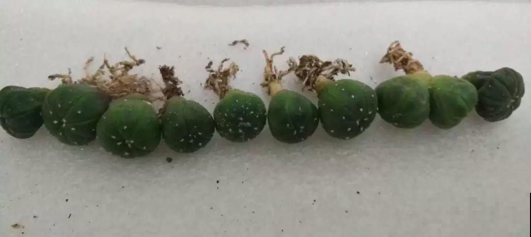 平时没人要的花，开出5朵超大花，邻居全都抢着要！
