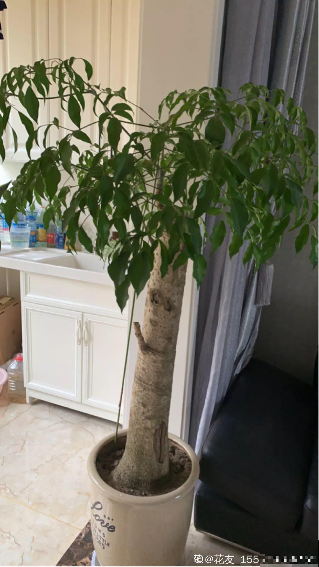 这4种花最怕二手烟，连着熏两天，叶子花花往下掉！