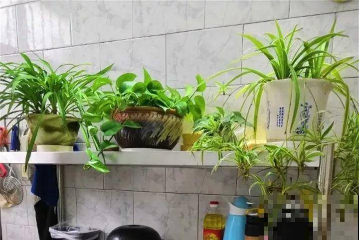 客厅养花不能看心情，注意这两大忌，选对了全家受益！