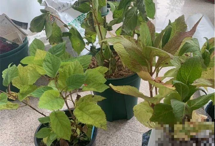 现在给绣球剪枝？都是谣言，信了明年别指望开花了！
