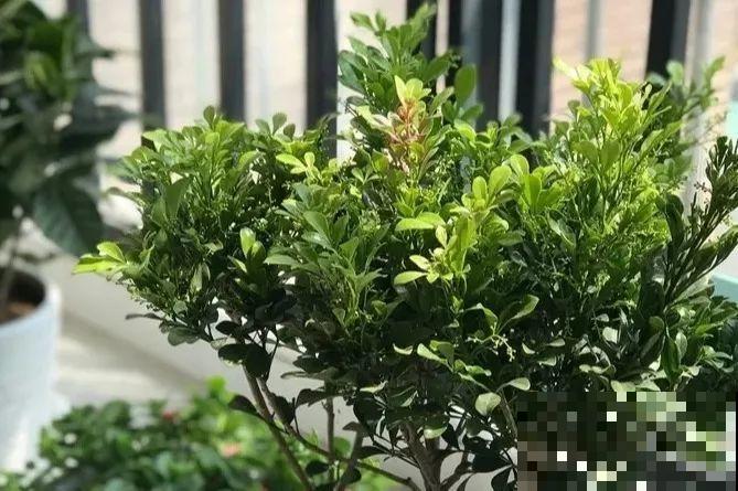 20种花最怕冷，一降温就黄叶，不做准备只剩空盆了！