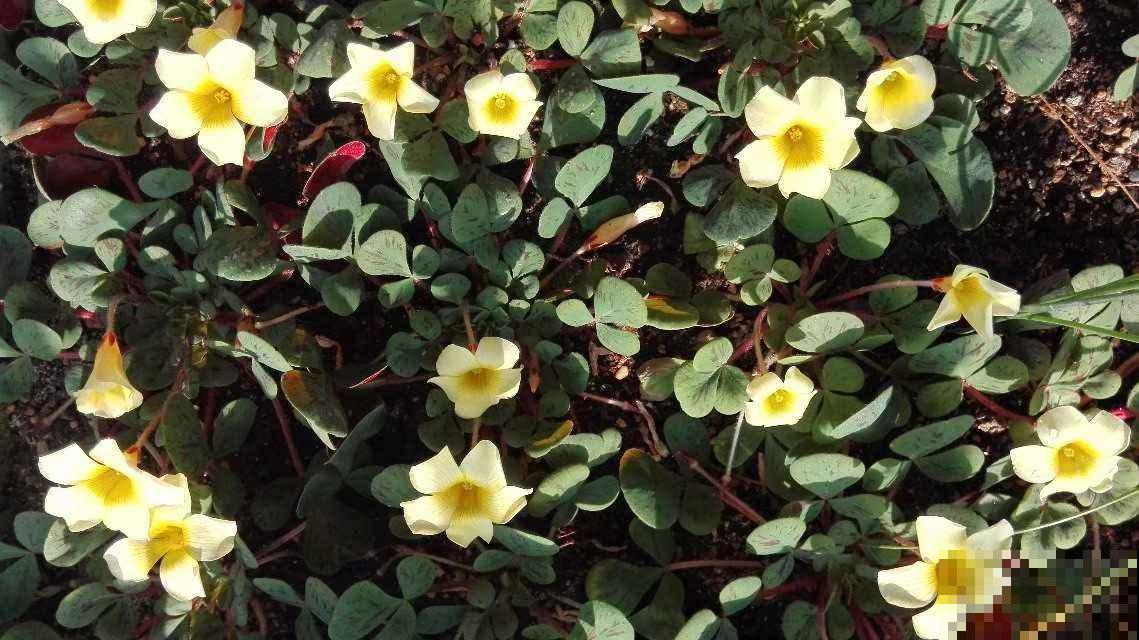 最适合养在小窗台的花，开花就成花团子，一盆能顶20盆