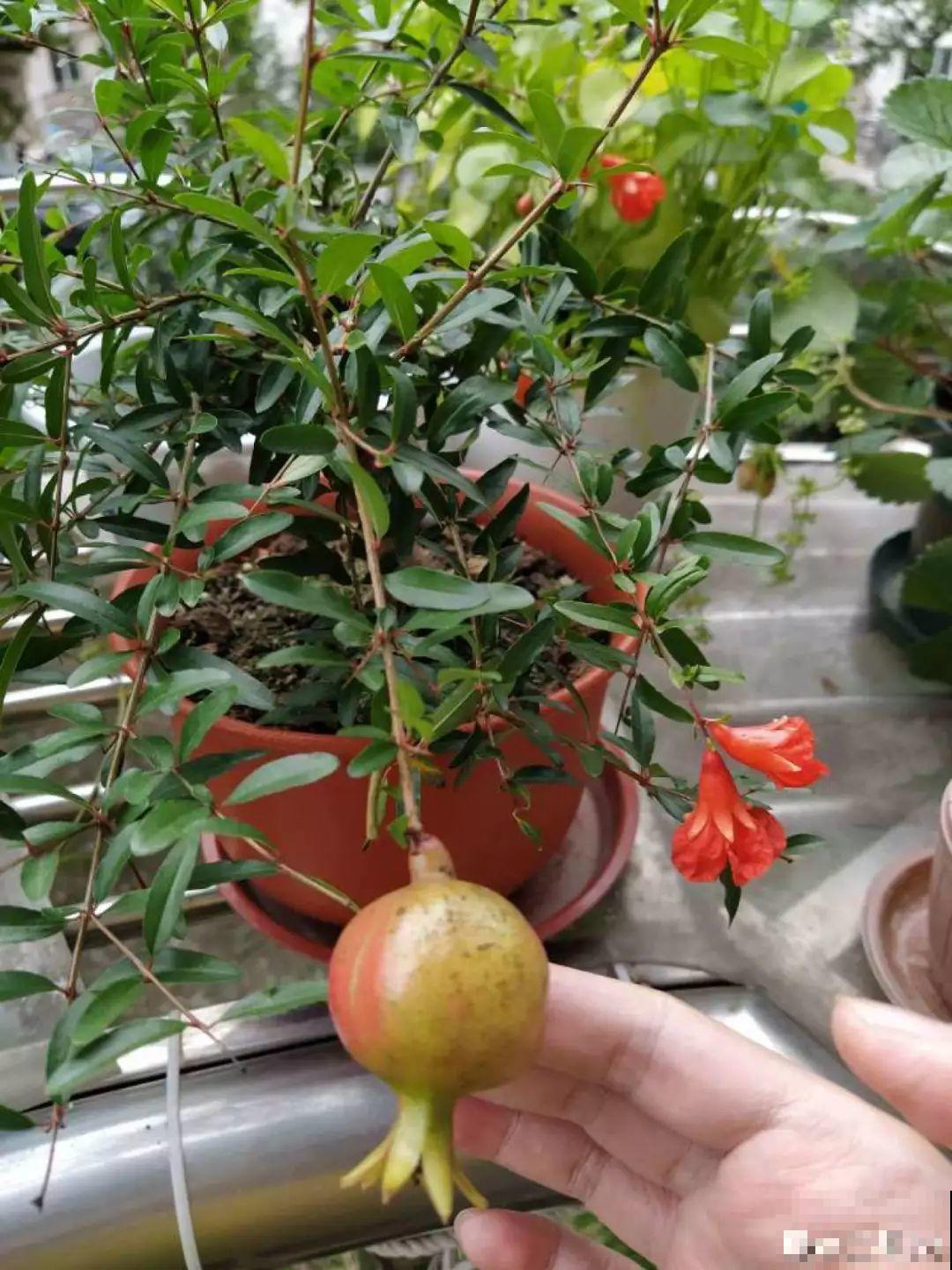 这5种花就适合冬天养，满盆都是金果子，好吃又好看！