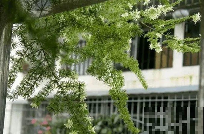 养这花真赚钱，一年能生3麻袋，邻居朋友抢着要！