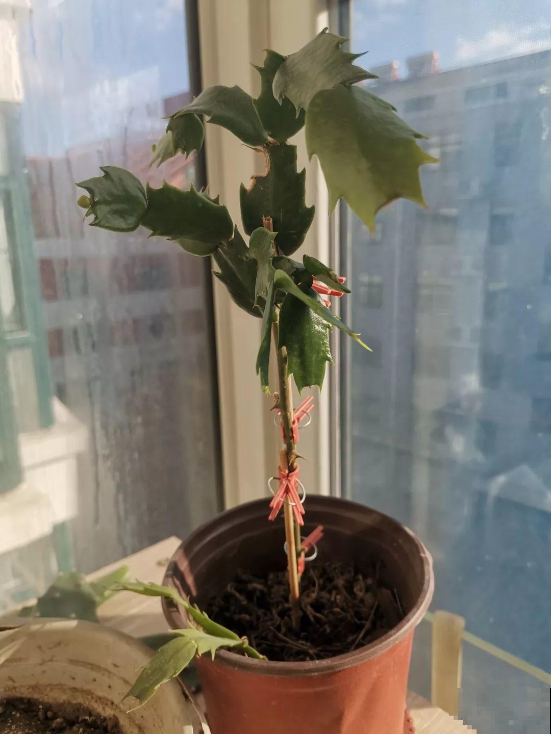 蟹爪兰嫁接技巧，少浇水撒点它，新手也能轻松养生根！