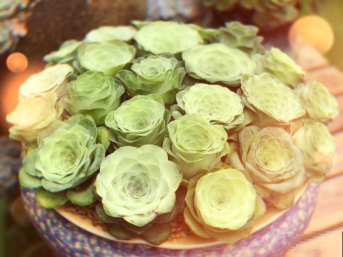 多肉中的“玫瑰花”，养成老桩，比鲜花漂亮100倍