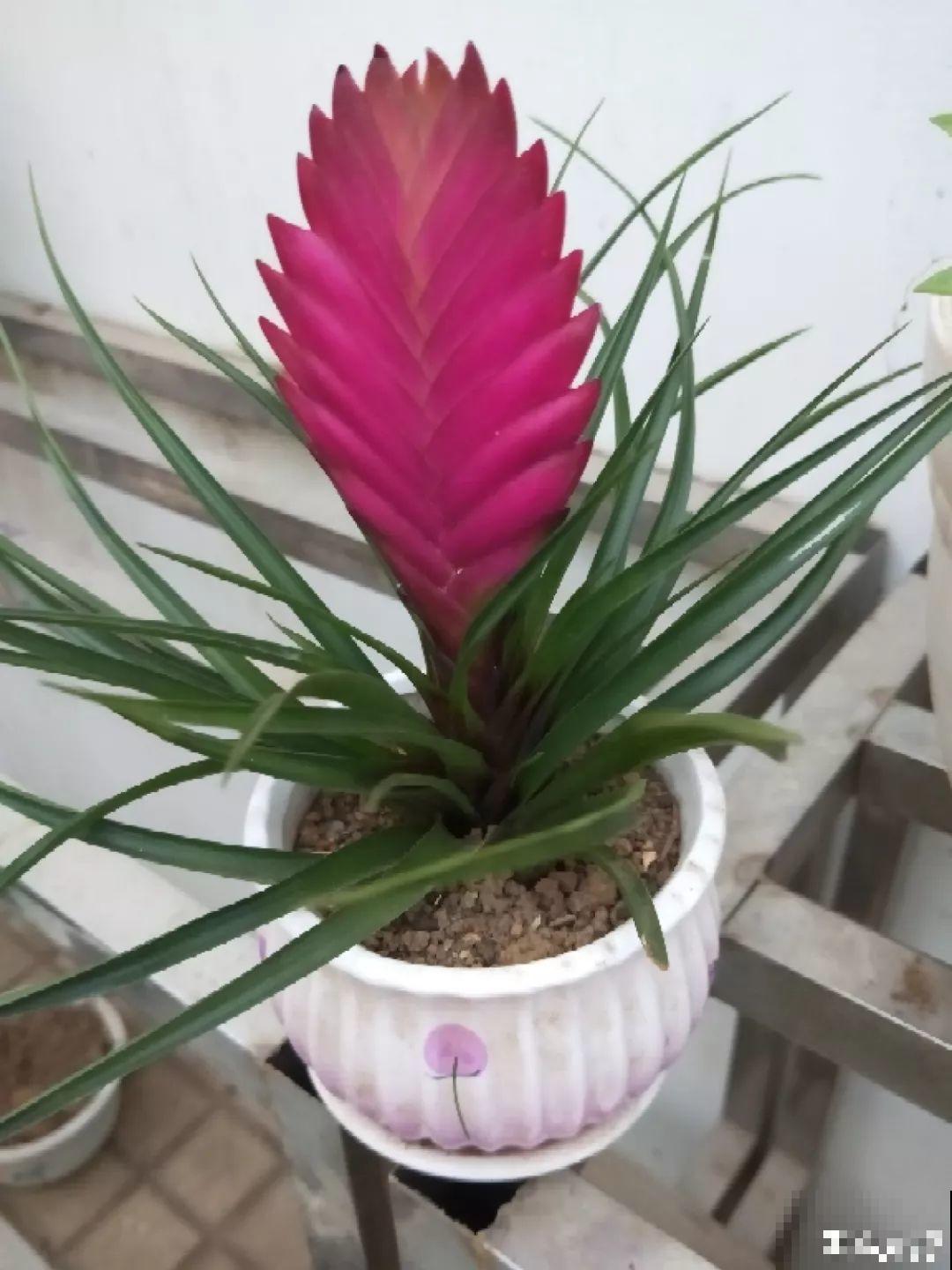 有品味的人，都爱养这2种花，10盆都不嫌多！