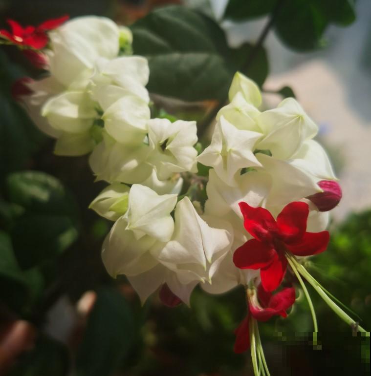 这花还能吐小珠子，开花美到爆，一年四季能赏花！