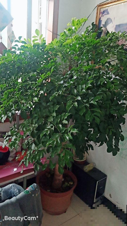 3种招财树，家里养一盆，财运滚滚来，1盆能顶10盆