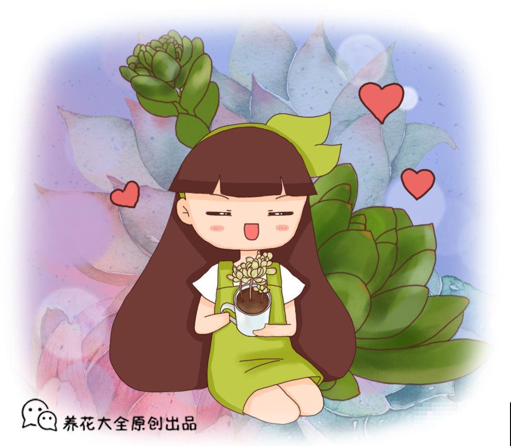 养多肉的4种人格，说的太准了，快来瞅瞅你是哪一种