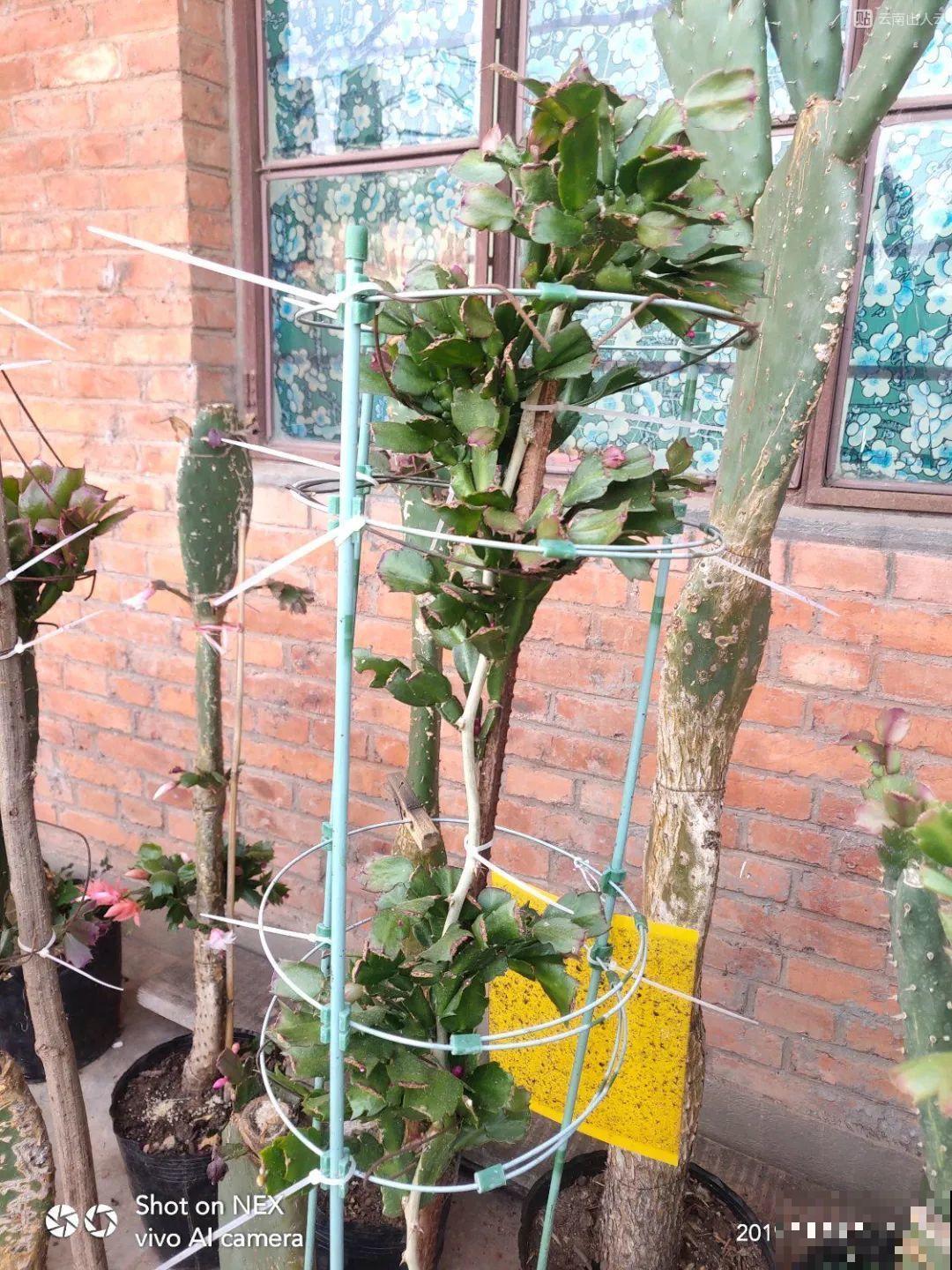 蟹爪兰刚开花，他把30个花苞全摘了，真心疼！