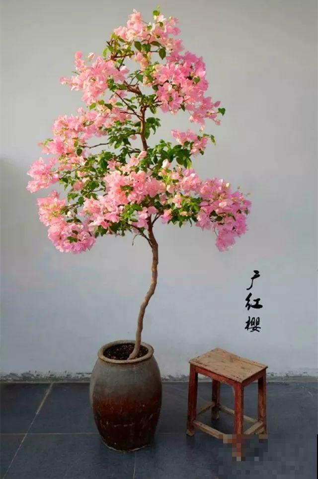 养了5年的三角梅，一长高就砍，终于变成精品老桩！